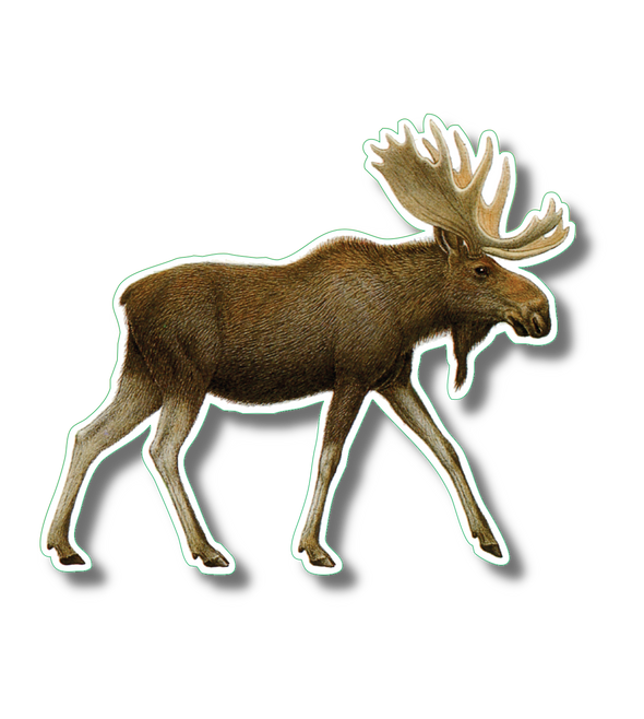 Moose Nature Sticker, 3.5" wide