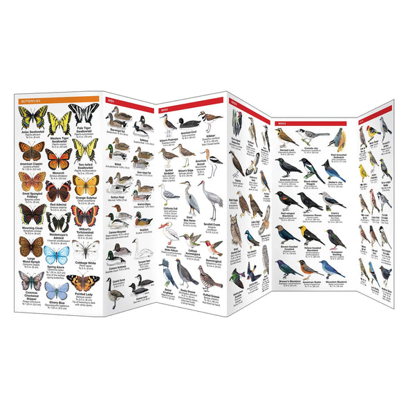Yellowstone Wildlife Nature Guide