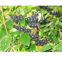 Simply Huckleberry Jam