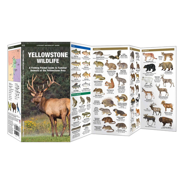 Yellowstone Wildlife Nature Guide
