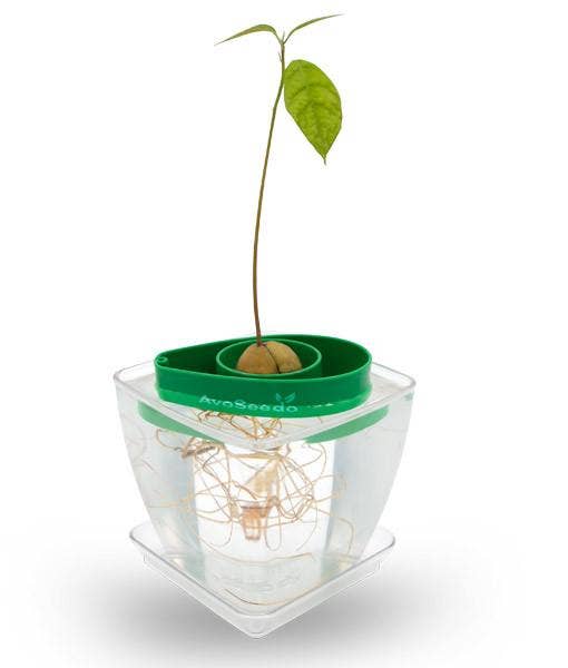 Green and Transparent Plant Pot AvoSeedo Set