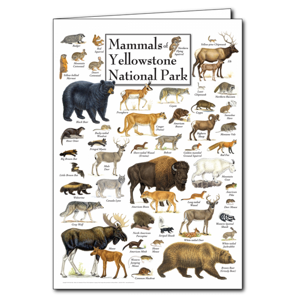 Mammals of Yellowstone National Park Poster Greeting Card