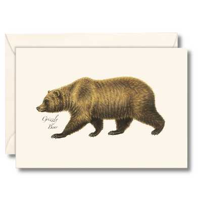 Grizzly Bear