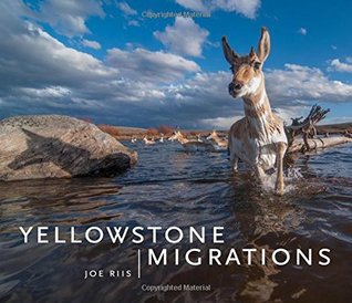 Yellowstone Migrations by Joe Riis